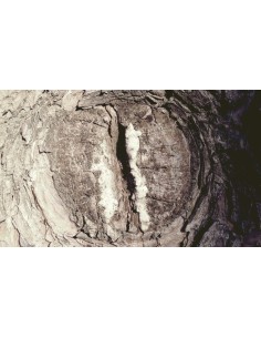 ORTO PARISI " SEMINALIS " 2