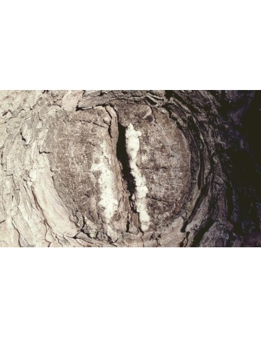 ORTO PARISI " SEMINALIS "